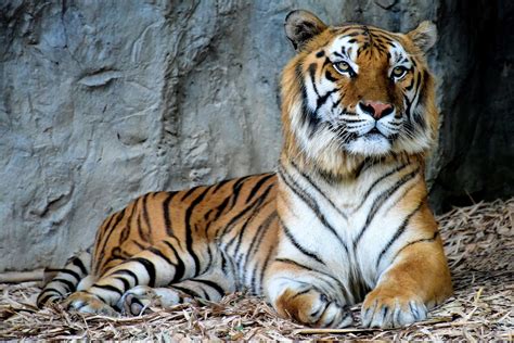indochinese tiger lifespan